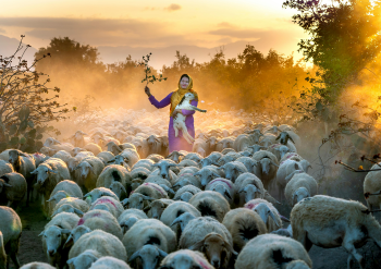 Livestock Management